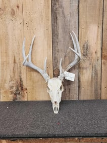 4x4 Whitetail Antlers On Skull