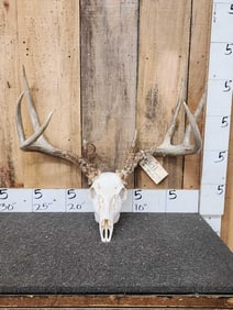 155" Wild 4x4 Whitetail Antlers On Skull
