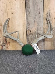 4x5 Whitetail Antlers On Plaque