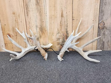 Main Frame 5x5 Whitetail Shed Antlers