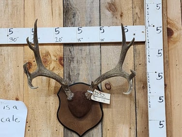 5x5 Mule Deer Antlers On Plaque