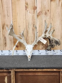 Giant 300" Class Whitetail Antlers On Skull