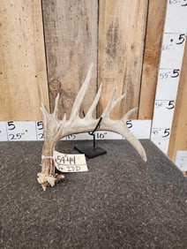 94" Whitetail Shed Antler