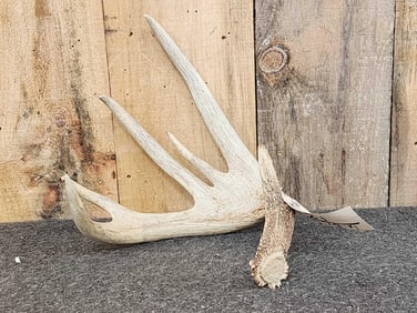 Big Heavy Palmated Wild Missouri Whitetail Shed Antler