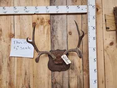 4x4 Mule Deer Antlers On Plaque