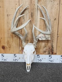 173" B&C Wild Kansas Whitetail Antlers On Skull