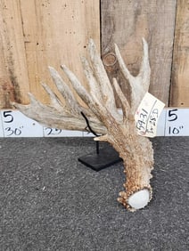 112" Whitetail Shed Antler