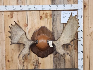 41" Moose Antlers On Plaque