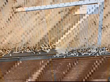 24 Lbs Of Whitetail Antlers