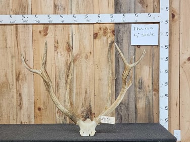 Large Pere David's Deer Antlers On Skull Plate