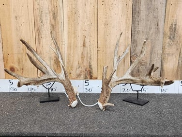 Set Of 230" Whitetail Shed Antlers