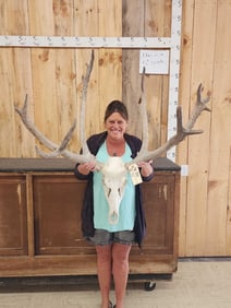 Large Pere David's Deer Antlers On Skull