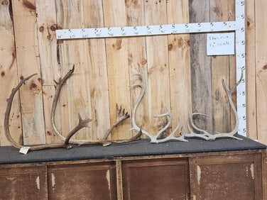2 Sets Of Caribou Antlers Cut Below The Burr
