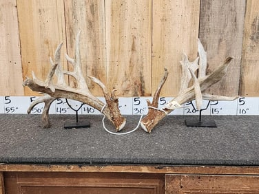 Set Of 234" Whitetail Shed Antlers