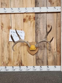 4x5 Mule Deer Antlers On Plaque