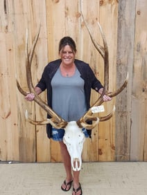 387 5/8" Elk Antlers On Skull