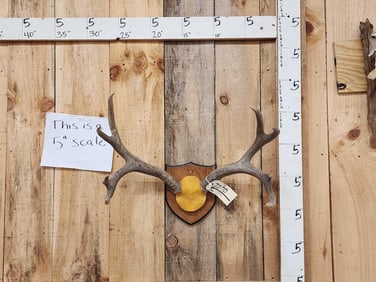 4x4 Mule Deer Antlers On Plaque