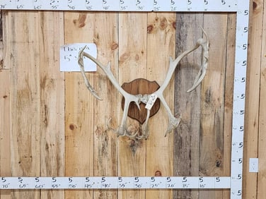 Caribou Antlers On Plaque
