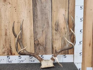 5x5 Mule Deer Antlers On Skull Plate