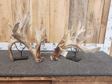 Set Of 277" Whitetail Shed Antlers