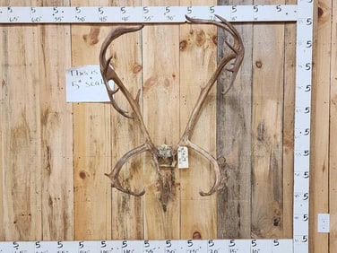 Caribou Antlers On Skull Plate