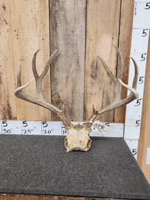 5x5 Mule Deer Antlers On Skull Plate