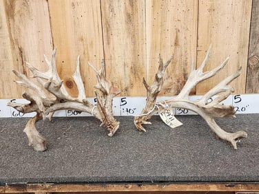 Giant Set Of 327" Whitetail Shed Antlers