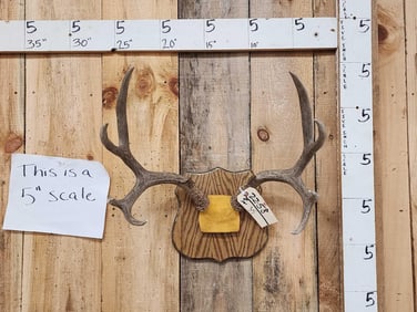 5x5 Mule Deer Antlers On Plaque