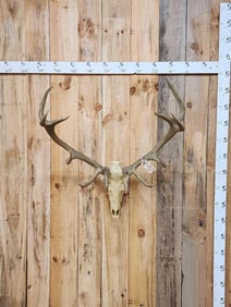 Red Stag Shed Antlers On Reproduction Skull