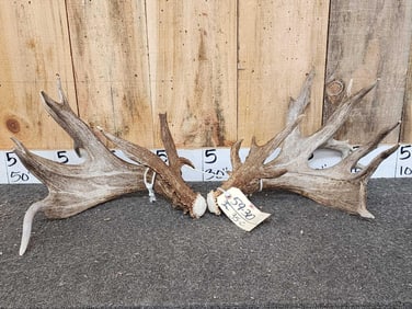 PRETTY 237" Set Of Whitetail Shed Antlers