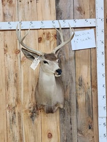 4x5 Mule Deer Shoulder Mount Taxidermy
