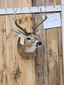 5x5 Whitetail Shoulder Mount Taxidermy