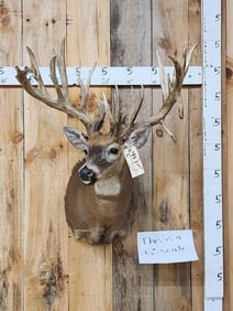 BIG Gnarly Nontypical Whitetail Shoulder Mount Taxidermy