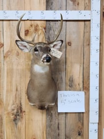 4x4 Whitetail Shoulder Mount Taxidermy