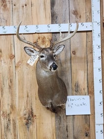 4x4 Whitetail Shoulder Mount Taxidermy