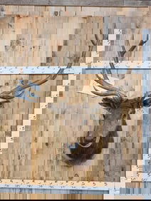 5x5 Elk Shoulder Mount Taxidermy