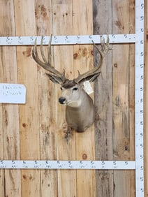 5x5 Mule Deer Shoulder Mount Taxidermy
