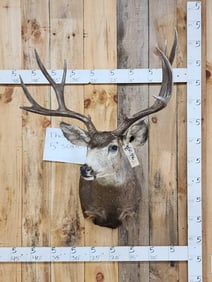 BIG Wild Colorado 5x5 Mule Deer Shoulder Mount Taxidermy