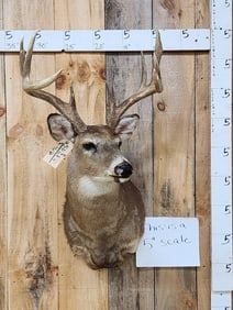 4x5 Whitetail Shoulder Mount Taxidermy