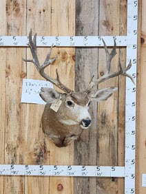 Big Nontypical Mule Deer Shoulder Mount Taxidermy