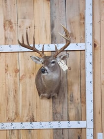 Extra Nice 5x5 Whitetail Shoulder Mount Taxidermy