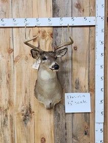 5x5 Whitetail Shoulder Mount Taxidermy