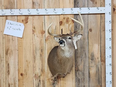 Main Frame 4x4 Whitetail Shoulder Mount Taxidermy