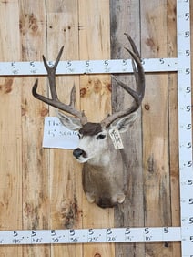 Spectacular 5x5 Mule Deer Shoulder Mount Taxidermy