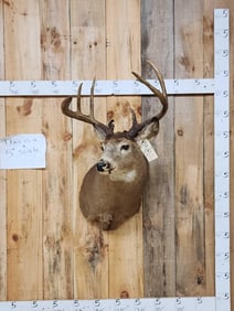 5x5 Whitetail Shoulder Mount Taxidermy