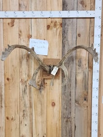 Caribou Antlers In Velvet