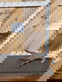 8.9 Lbs Self Standing Moose Shed Antler