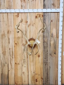 Caribou Antlers On Plaque