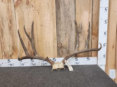 3x5 Mule Deer Antlers On Skull Plate