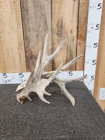 Monster 136" Whitetail Shed Antler